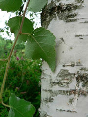 Birch Sweet