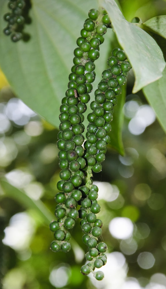 Pepper Black Essential Oil