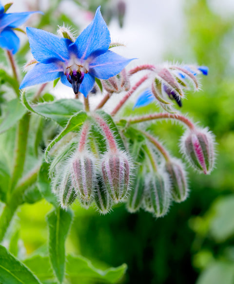 Borage Oil (Cold Pressed)