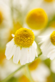 Chamomile