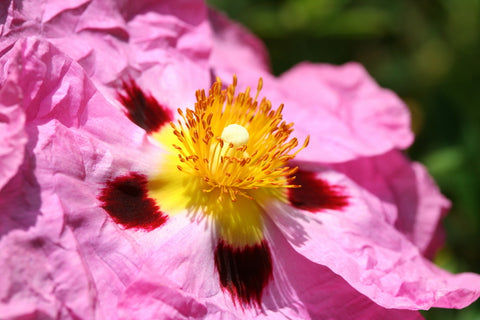 Cistus Essential Oil