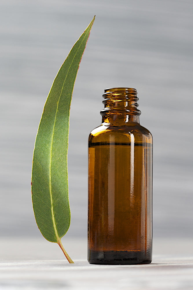 Pure & 100% Natural Eucalyptus Essential Oil | Source Vitál