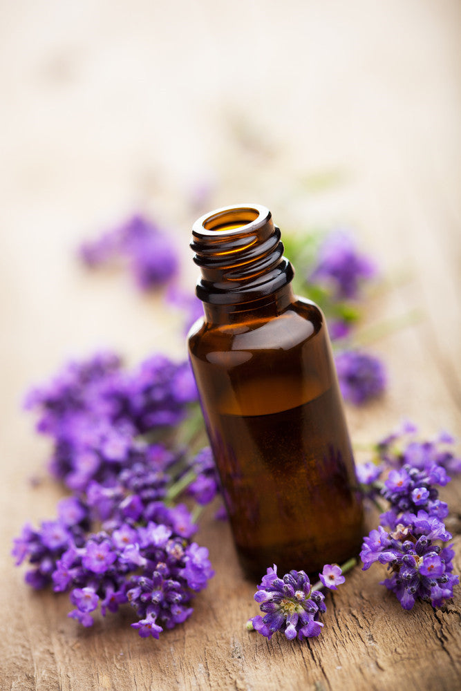 lavender plant oil Lavender Extra Essential Oil, 100% Pure, Undiluted 0.4 fl. oz