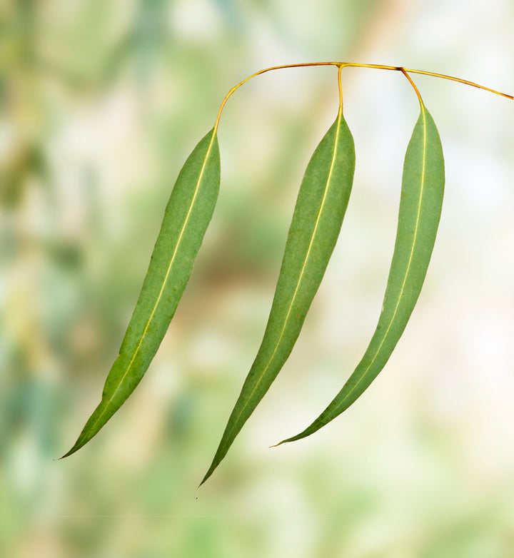 Eucalyptus Lemon Essential Oil