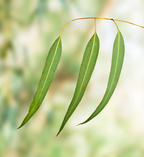 Eucalyptus Lemon Essential Oil