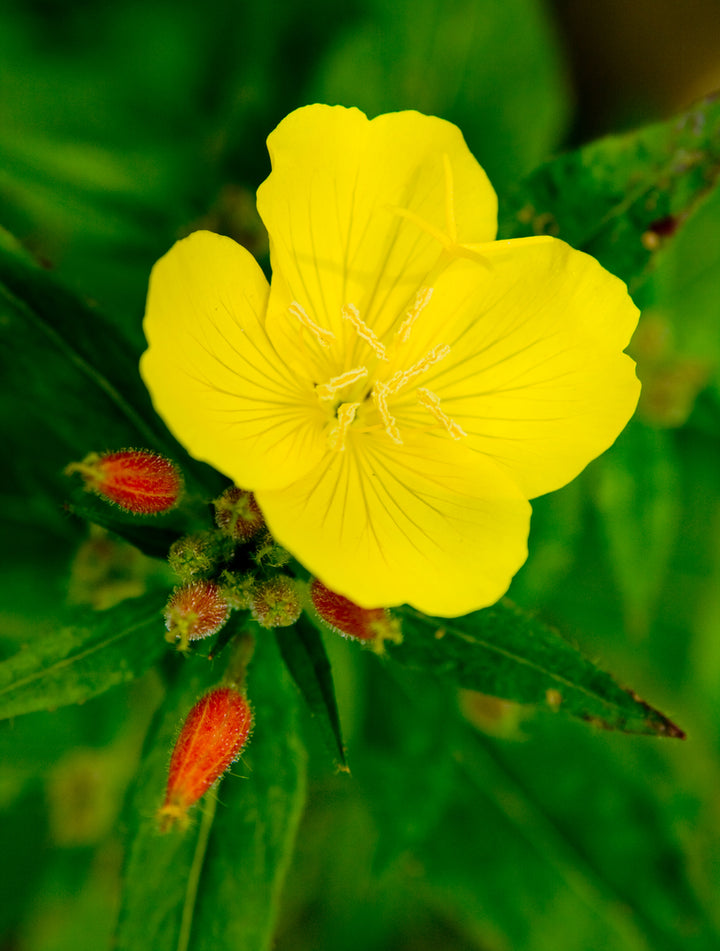 Evening Primrose Oil (Organic, Cold Pressed)