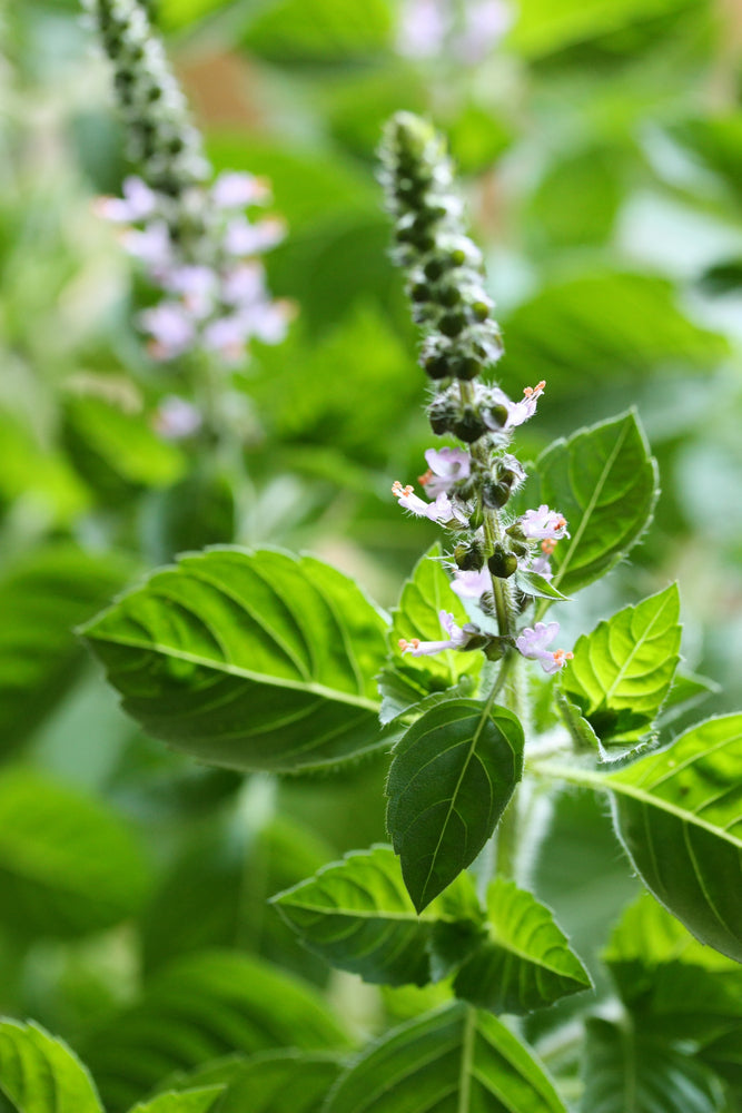 Basil Holy