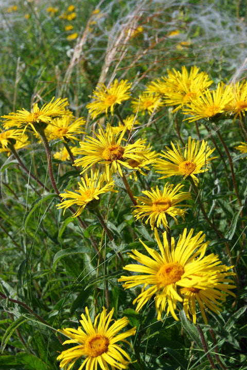 Inula Graveolens Essential Oil