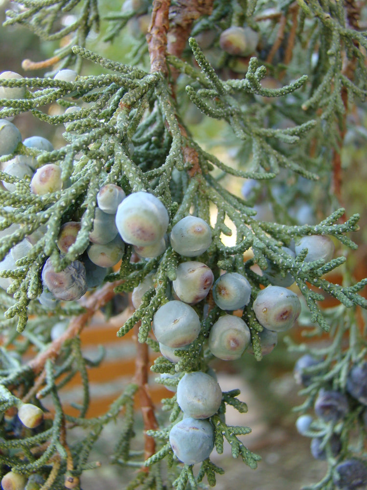 Juniper Berry Essential Oil