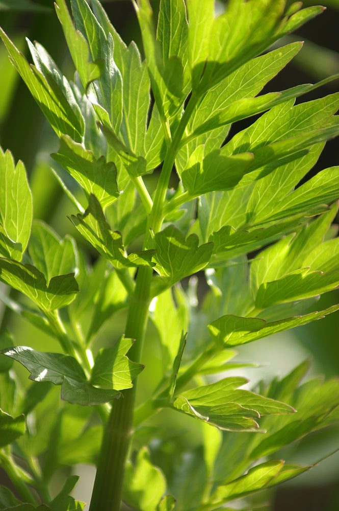 Lovage Essential Oil
