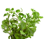 Marjoram Sweet Essential Oil