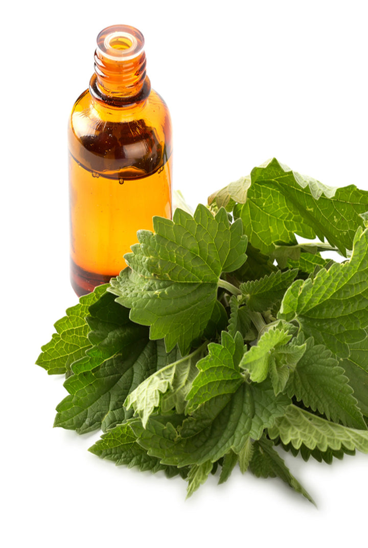 Melissa Essential Oil