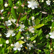 Myrtle Essential Oil