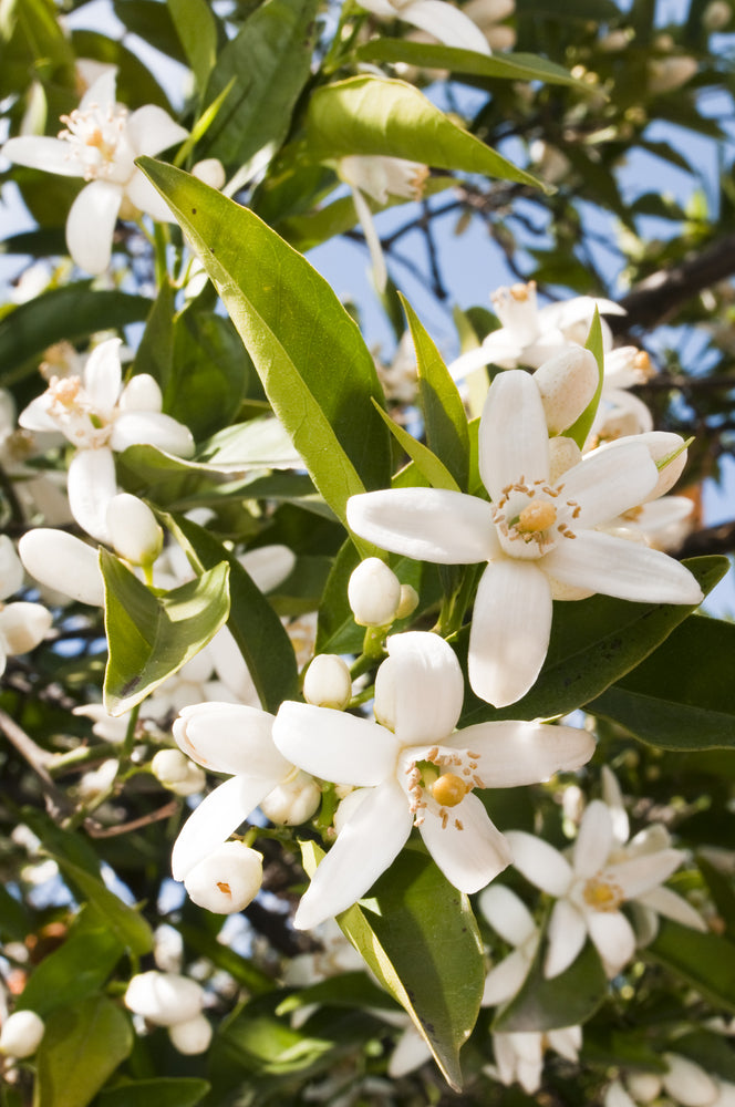 Neroli Absolute Oil