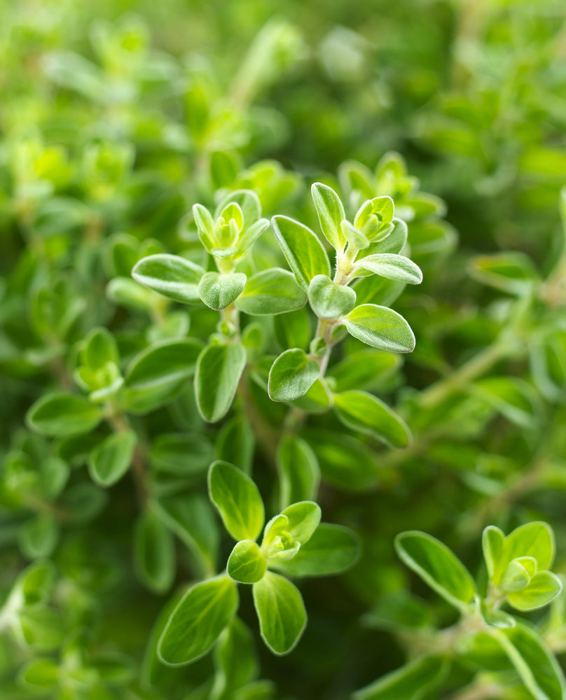 Oregano Essential Oil