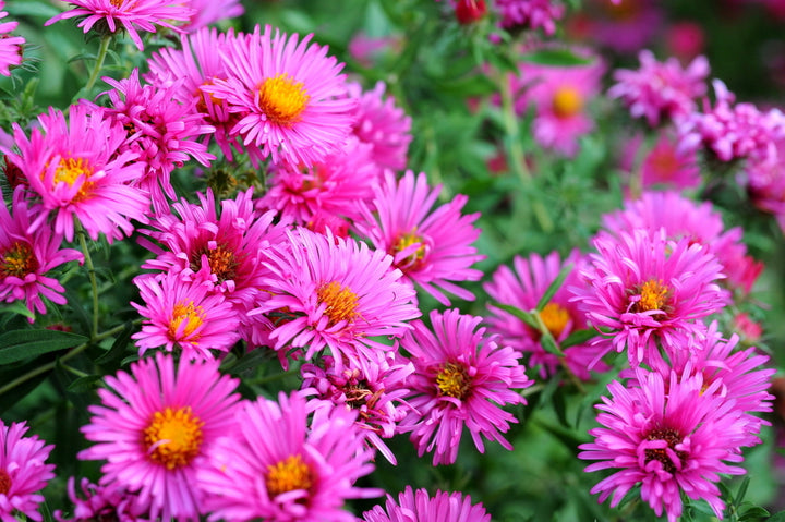 Safflower Oil (Hi-Oleic)