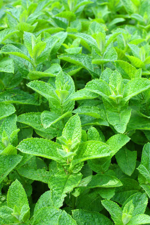 Spearmint Essential Oil