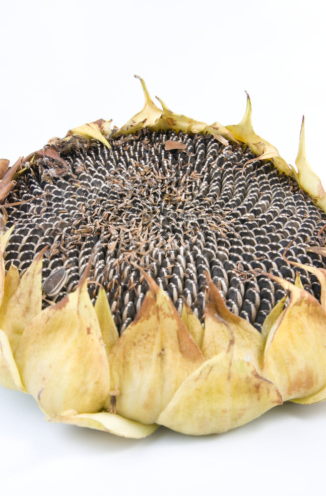 Sunflower Oil (Organic, Hi Oleic)