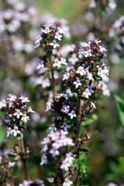 Thyme Red Essential Oil