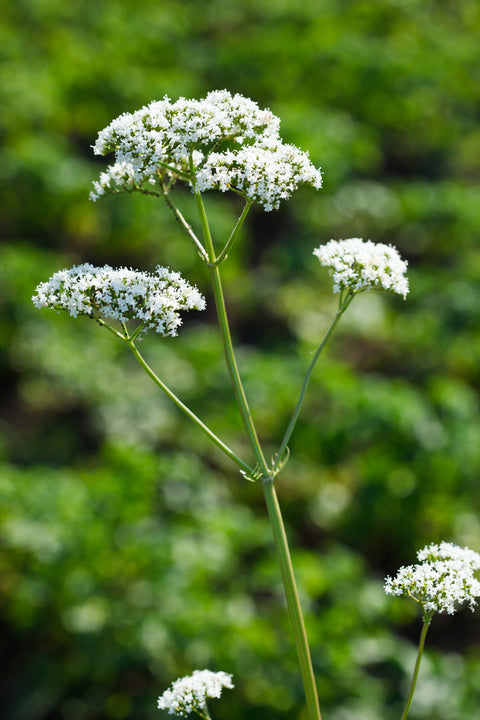 Valerian Root Essential Oil (Wild Crafted)