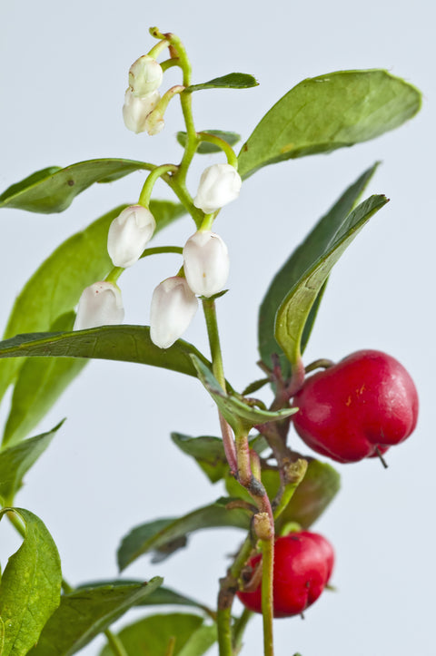 Wintergreen Essential Oil